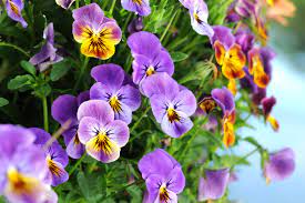 The flowers can be in the colors of white, pink, purple and red, and there are cultivars with the color yellow stands in the language of flowers for joie de vivre, strength and cheerfulness. Pansy Flower Meaning Flower Meaning