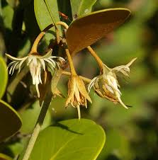 Image result for Mimusops afra