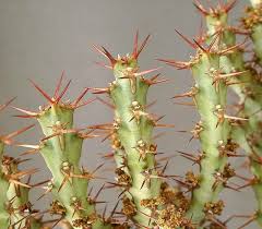 Image result for Euphorbia schinzii