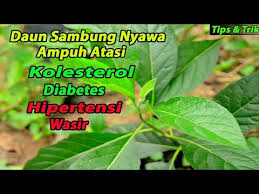 Dulunya daun sambung nyawa biasanya dikonsumsi hanya sebagai lalapan yang dimakan sebagai hidangan pelengkap, namun sekarang sudah bisa dikonsumsi secaara praktis dalam bentuk kapsul. Mamfaat Daun Sambung Nyawa Bagi Kesehatan Youtube