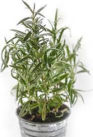 In both crushed and ground form, these two herbs tend to look very similar. Thyme The Epicentre