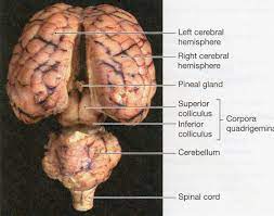Physiological Psychology