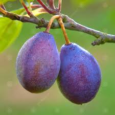Production of fruit starts 3 to 5 years after planting. Damson Shropshire Prune Cooking Damson Tree Fruit Tree 4 5ft