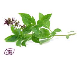 Simply fill a vase with this natural fragrant lemon mint to enjoy its delightful aroma. Wholesale Fresh Sweet Basil Supplier Next Day Bulk Delivery London South East Uk