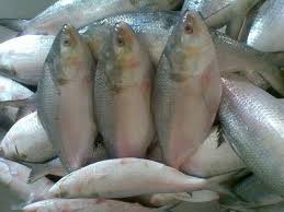 hilsha national fish of bangladesh fish bangladesh gypsum decoration