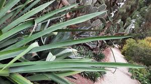 Image result for Beschorneria sp. (Biegel 5357)