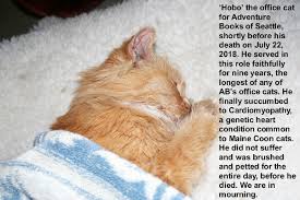 He is probably dead but i don't know for certain. What Are Signs Your Cat Is Dying Quora
