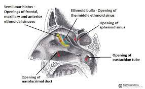 The Nasal Cavity Structure Vasculature Innervation Teachmeanatomy