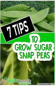 Of the 11 races responsible for pea wilt disease, race one causes true wilt and races two through eleven develop into common wilt, according to the university of illinois extension ipm. Growing Sugar Snap Peas 7 Tips For Healthy Plants Green Thumb Gardener