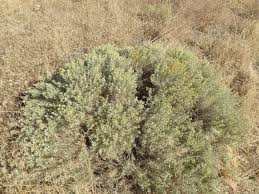 Image result for Viridivia suberosa