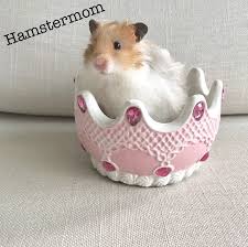 A ceramic heavy one is best suited for pet rodents as they are difficult to tip up. Pin On For Hamster