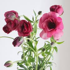 ラナンキュラス ティーバ