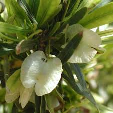 Image result for Dodonaea viscosa