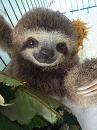 Hugedomains Com Cute Baby Animals Cute Sloth Pictures Cute Baby Sloths