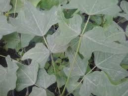 Image result for Erythrina livingstoniana