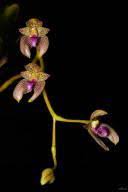 Image result for Bulbophyllum intertextum