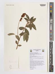 Image result for Eriosema parviflorum