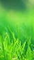 Nature Iphone Green Wallpaper