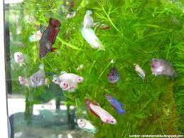 Cara budidaya ikan discus aquarium, akan menjdi topic yang akan kita bahas dalam kesempatan ini. Cara Budidaya Ikan Cupang Di Rumah Dari Pilih Induk Hingga Panen