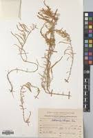 Image result for Sarcocornia decumbens