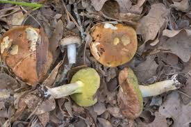 Image result for Boletus projectelloides