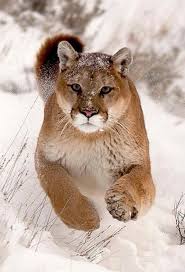 Fossile funde belegen, dass im frühen pleistozän jaguare weit über europa und asien verbreitet waren. Pin Von Timofej Tarasov Auf Animales Tiere Wilde Tiere Wilde Katzen