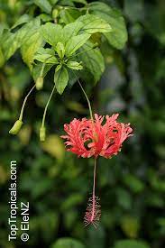 Gave cutting also pencil size to we have this lovely hibiscus growing in the ground in our garden in ft lauderdale, florida. Hibiscus Schizopetalus Coral Hibiscus Skeleton Hibiscus Chinese Lantern Japanese Lantern Fringed Hibiscus Toptropicals Com