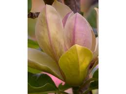 Image result for magnolie sunsation