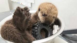 Once they're removed from the wild, it's impossible to. Photos Baby Sea Otter Makes A Home At Shedd Aquarium Abc7 Chicago