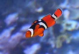 Swim Bladder Disease Is Your Fish Swimming Sideways