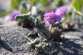 Buy with confidence, 1stinflowers.com has been offering delivery to oregon for over 20 years. Oregon Like No Other Pacific Northwest Wild Flowers