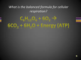 Photosynthesis And Cellular Respiration Review Ppt Download