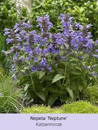 Bienenfreundliches Staudenbeet 21 Pflanzen Mit Bildern Pflanzen Staudenbeet Garten