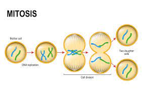 การแบ่งนิวเคลียส (karyokinesis) จะมี 2 แบบ คือ 1.1 การแบ่งแบบ ไมโทซิส (mitosis) 1.2 การแบ่งแบบ ไมโอซิส ( meiosis) 2. à¸à¸²à¸£à¹à¸š à¸‡à¹€à¸‹à¸¥à¸¥ Trueplookpanya