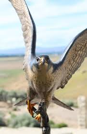 Fall Flight Sculpture Of A Peregrine Falcon Ben Victor Studios Peregrine Falcon Rare Animals Sculpture