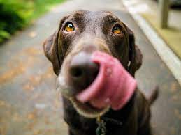Why Does My Dog Lick Urine Of Other Dogs