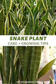 Snake Plant Care How To Grow This Diehard Houseplant Video Video Snake Plant Care Snake Plant Plant Care Houseplant
