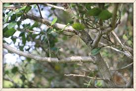 Image result for Diospyros ferrea
