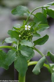 Image result for Nasturtium microphyllum