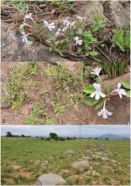 Image result for Dyschoriste radicans