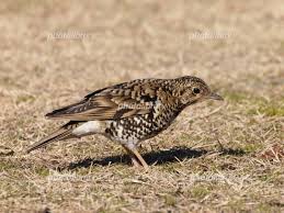 Image result for トラツグミ