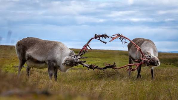 Svalbard reindeer 😍 🦌Reindeer / Caribou 📍Svalbard 📸Sony a7riv / Sony  200-600 mm g 🎒 f-stop Gear #reindeer #caribouconservation #caribou #deer  #visitsvalbard #svalbard #mittnorge #nrknordland #wildlifephotography  #earthfocus #arctic ...