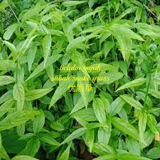 Pokok belalai gajah ~boleh direbus dengan air panas dan biarkan sebati sehingga menjadi suam baru. Ready Stock Pokok Herba Belalai Gajah Sabah Snake Grass æ†‚éè‰ Keratan Batang
