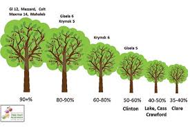 Rootstocks Wsu Tree Fruit Washington State University