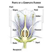 Parts Of A Complete Flower Flower Reproduction Flowers Flower Stamen