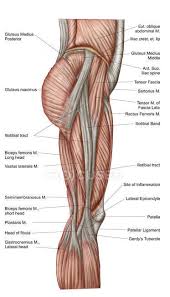 The leg muscles diagram, will point out if the issue is with any tissue or with the bone. Anatomy Of Human Thigh Muscles With Labels Plantaris White Background Stock Photo 174715914