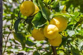 Image result for Citrus × limon