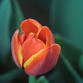 ReBloom With CareGiving - A Caregiver Support event image