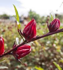 Image result for Hibiscus sabdariffa