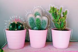 Cactus By Evelyn Cactus Ikea Love Plant Aesthetic Cactus Plants